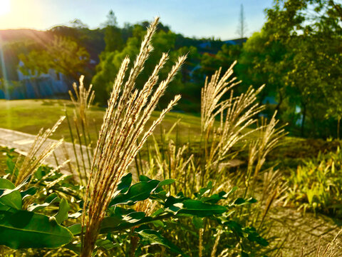 芦苇逆光风景