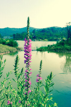 千屈菜湖景