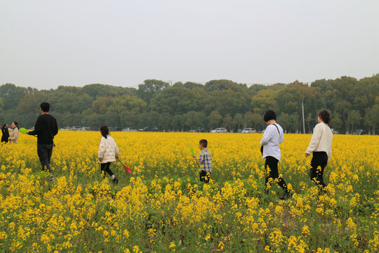 赏油菜花