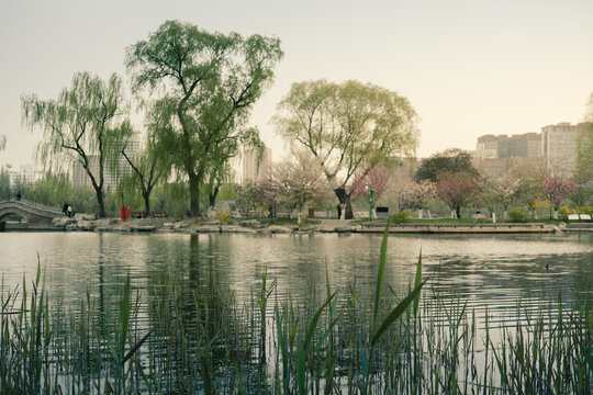 玉渊潭樱花