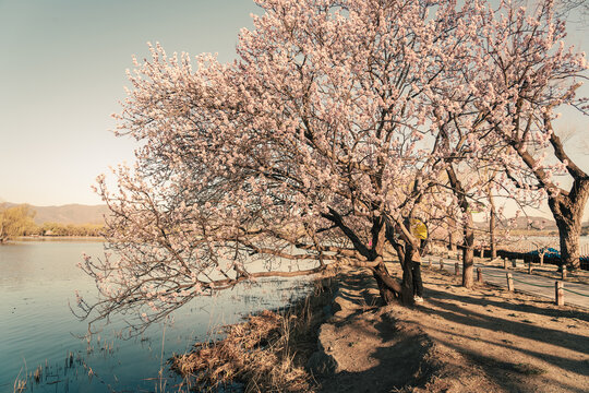 颐和园西堤桃花