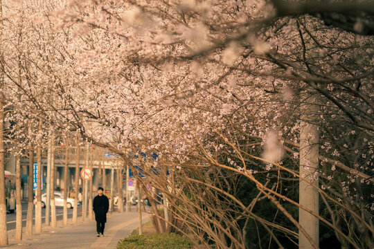 路边的桃花