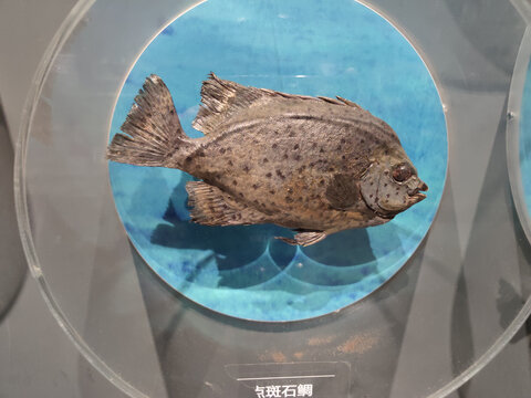 海洋生物标本点斑石鲷