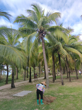 椰子树下劳作妇女