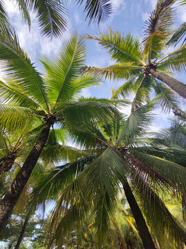 仰望椰子树林三亚风光