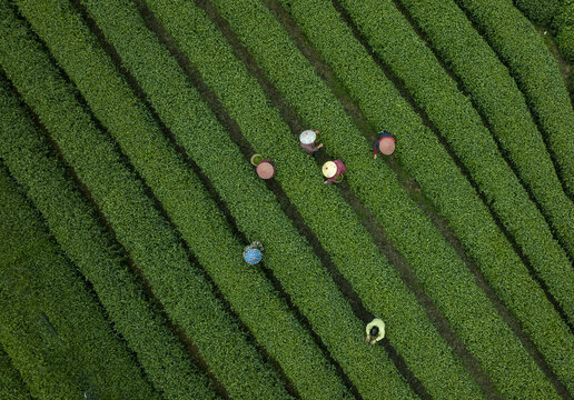 春天杭州西湖龙井茶园