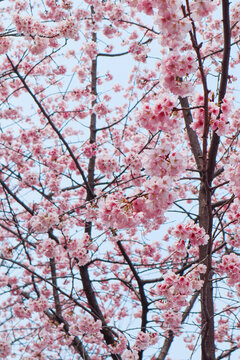 静安雕塑公园樱花