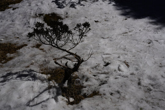 昆明轿子雪山