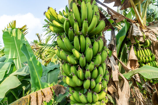 海南热带植物园的香蕉树
