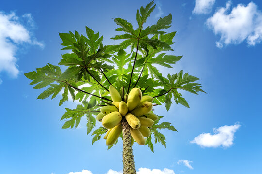 海南热带植物园的木瓜树