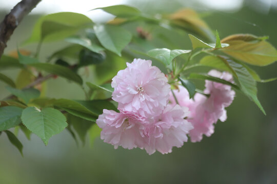 樱花树