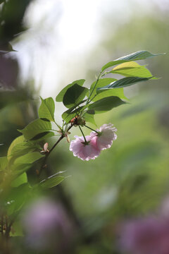 樱花