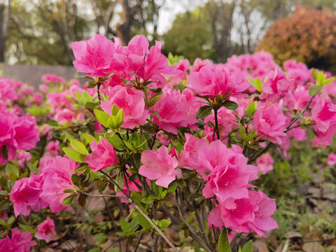 杜鹃花