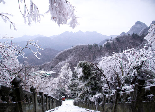 武当山南岩宫山峦上雪松