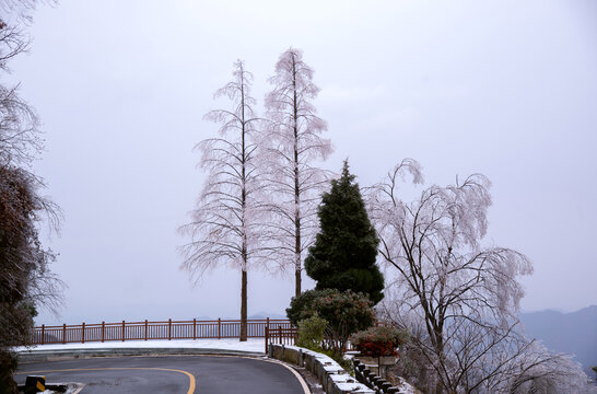 武当山南岩宫道路边的雪松