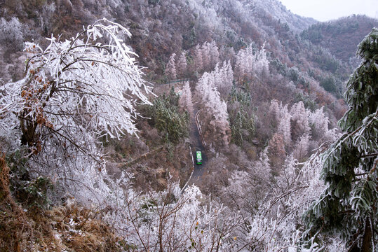 武当山紫霄宫后山的雪松