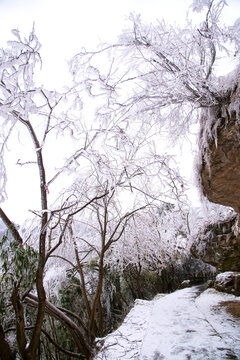 武当山南岩宫山道上的雪松