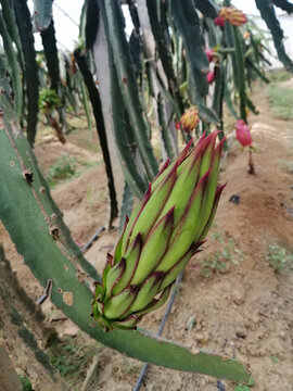 火龙果水果花花蕾