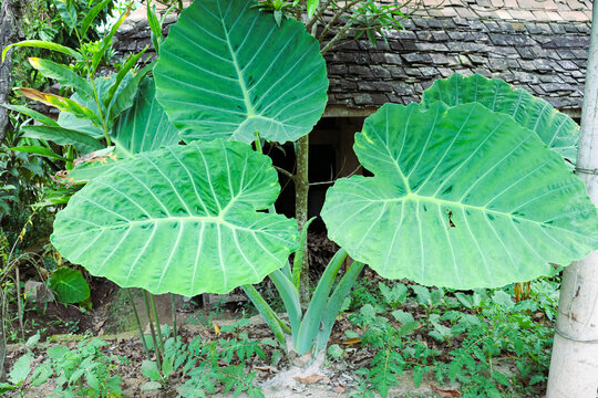 大野芋