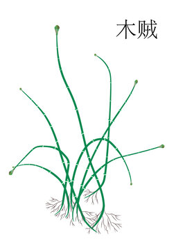 木賊
