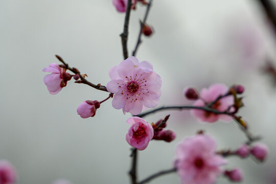 梅花美人梅春天盛开