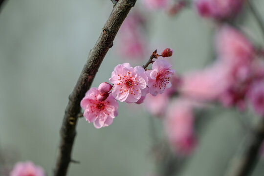 梅花美人梅春天盛开