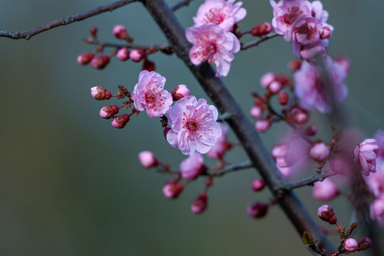 梅花美人梅春天盛开