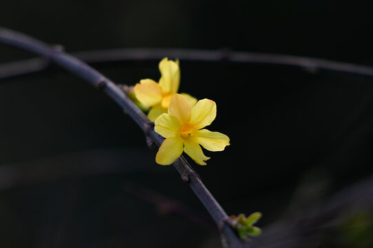 迎春花春天盛开花朵