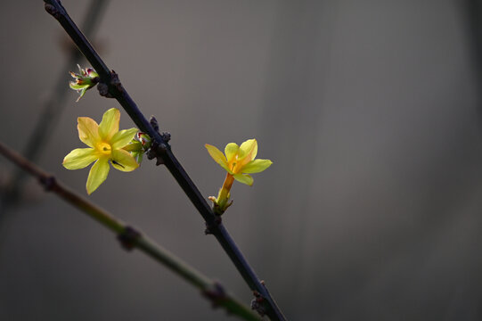 迎春花春天盛开花朵