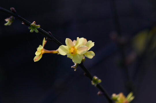 迎春花春天盛开花朵