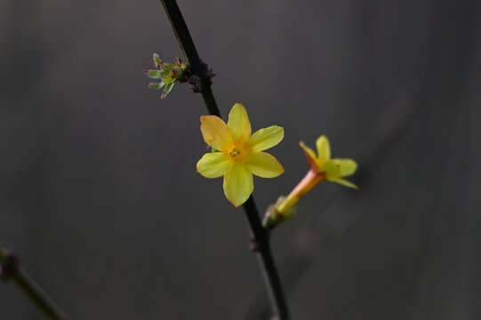 迎春花春天盛开花朵