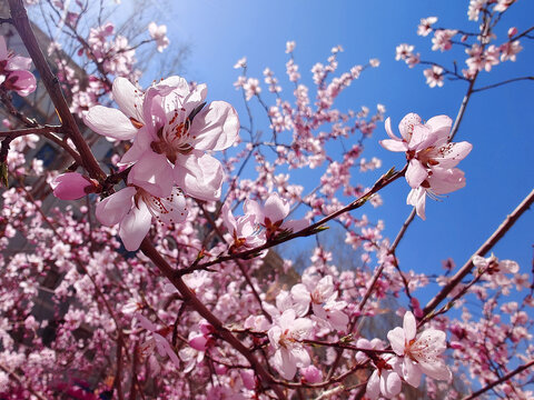 樱花天空