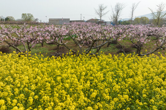 桃花