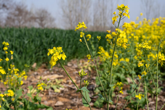 油菜花