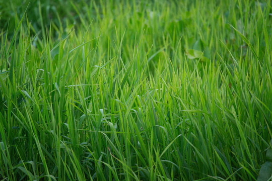 青草背景素材