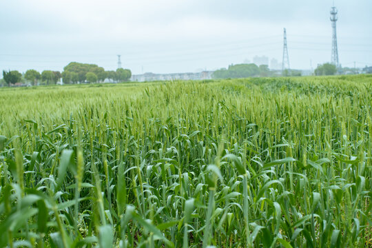 田野风光