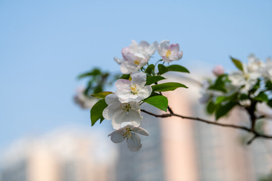 海棠花