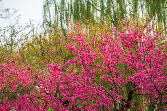 菊桃花