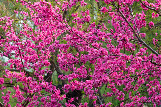 菊桃花