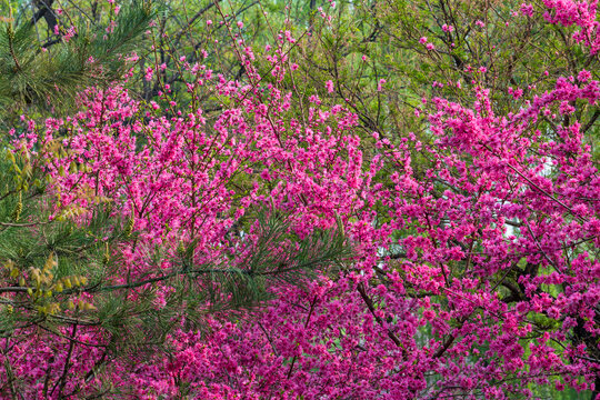 菊桃花