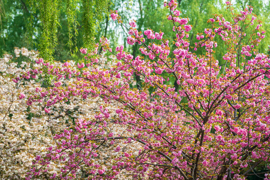 樱花