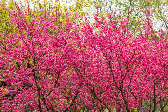 菊桃花