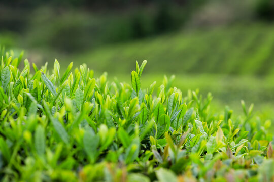 茶园里的茶叶