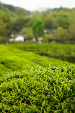 茶园里的茶叶