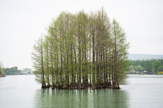 水杉