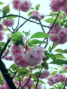 山樱花特写