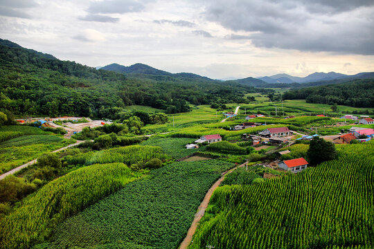 东北田野乡村