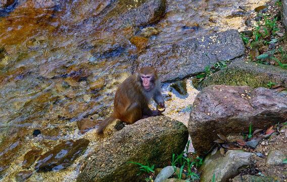 溪流边的猴子