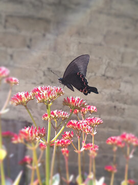 蝶恋花