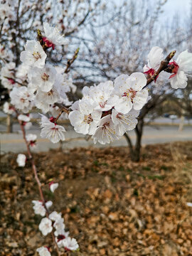 杏花老树